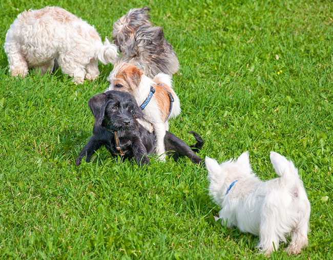 Unser Angebot: Welpenspiel in der SIRIUS Hundeschule München