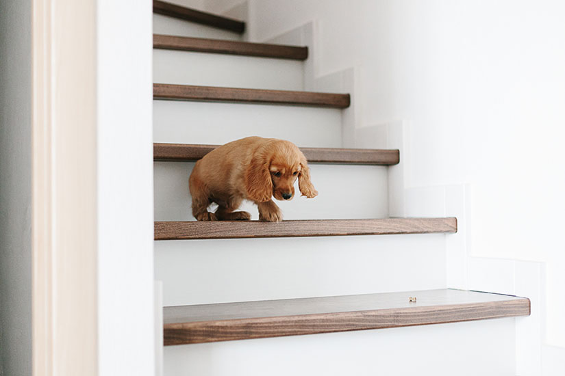 Welpen treppensteigen? – Hundeschule