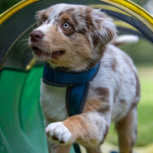 SIRIUS Welpenschule mit Tierärztin Dr Astrid Schubert nach dem PuppyPlan Konzept