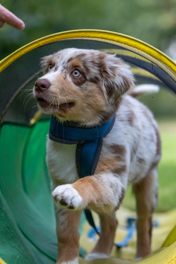 SIRIUS Welpenschule mit Tierärztin Dr Astrid Schubert nach dem PuppyPlan Konzept