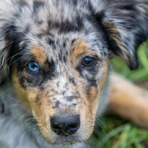 Kurs: Relax - Training für Hibbelhunde