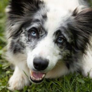 Kurs: Relax - Training für Hibbelhunde