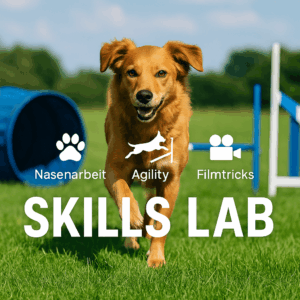 SIRIUS Agility, Filmhunde und Nasenarbeit in einem Kurs!