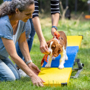 Kurs: Skills Lab - Nasenarbeit, Agility und Filmtricks