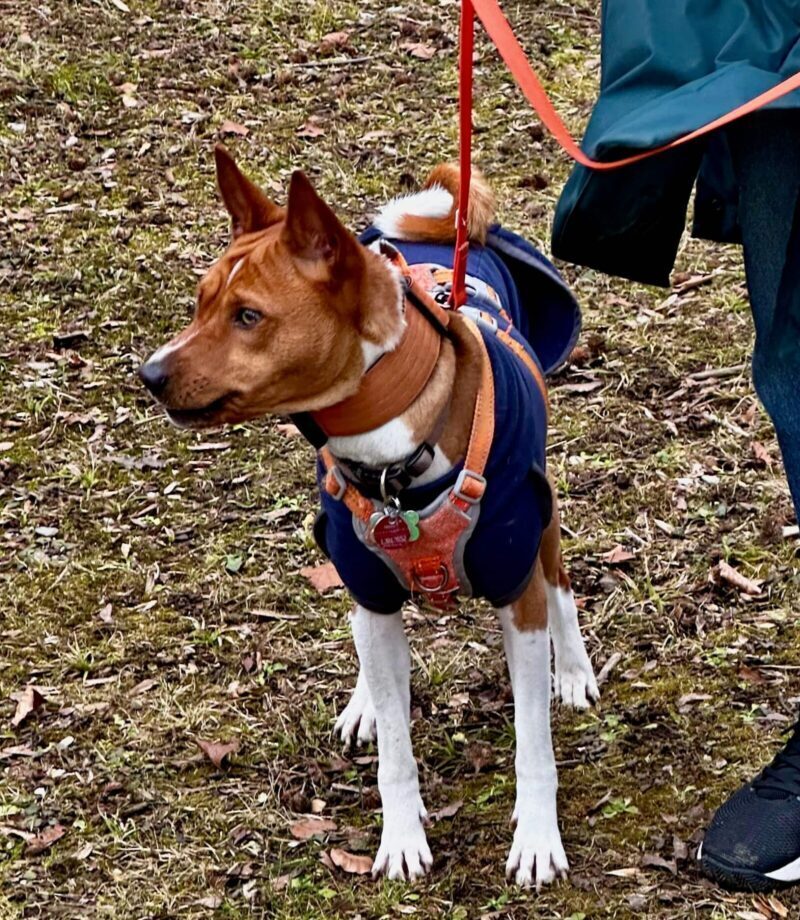 Hund an roter Leine – Workshop Leinenaggression