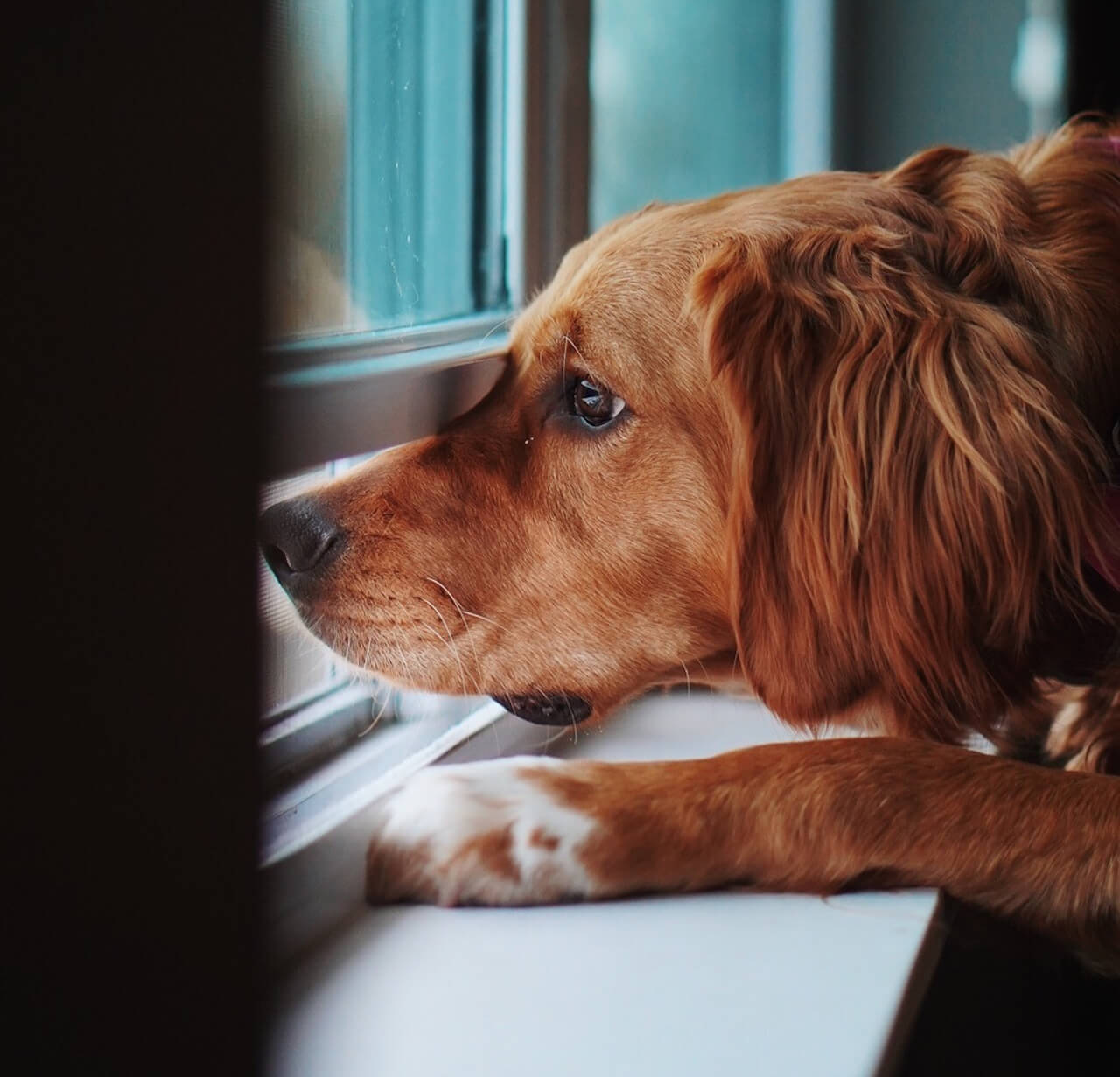 Golden Retriever schaut aus dem Fenster – Workshop Trennungsangst