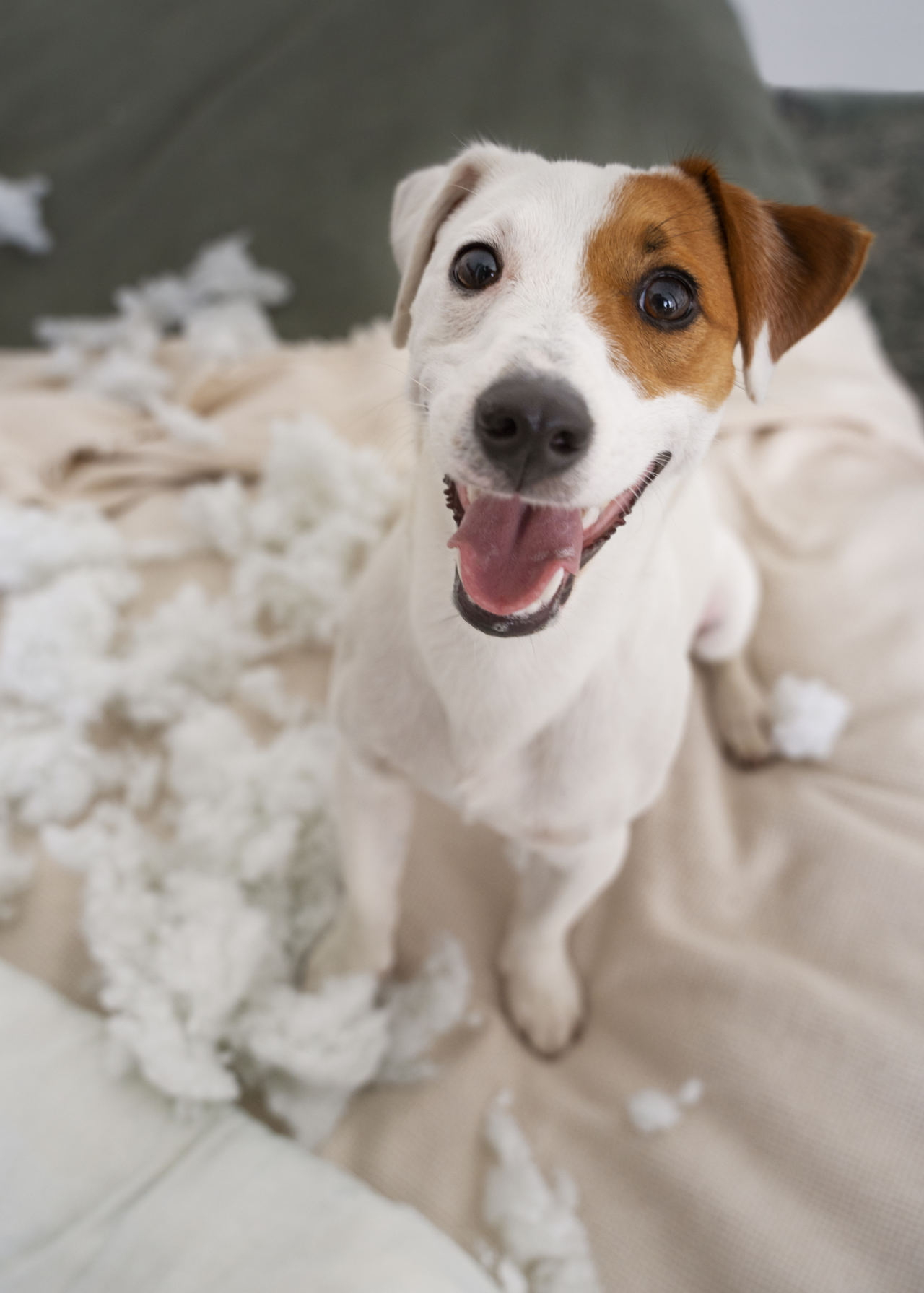 Jack Russell auf zerstörtem Kissen – Workshop Hyperreaktive Hunde