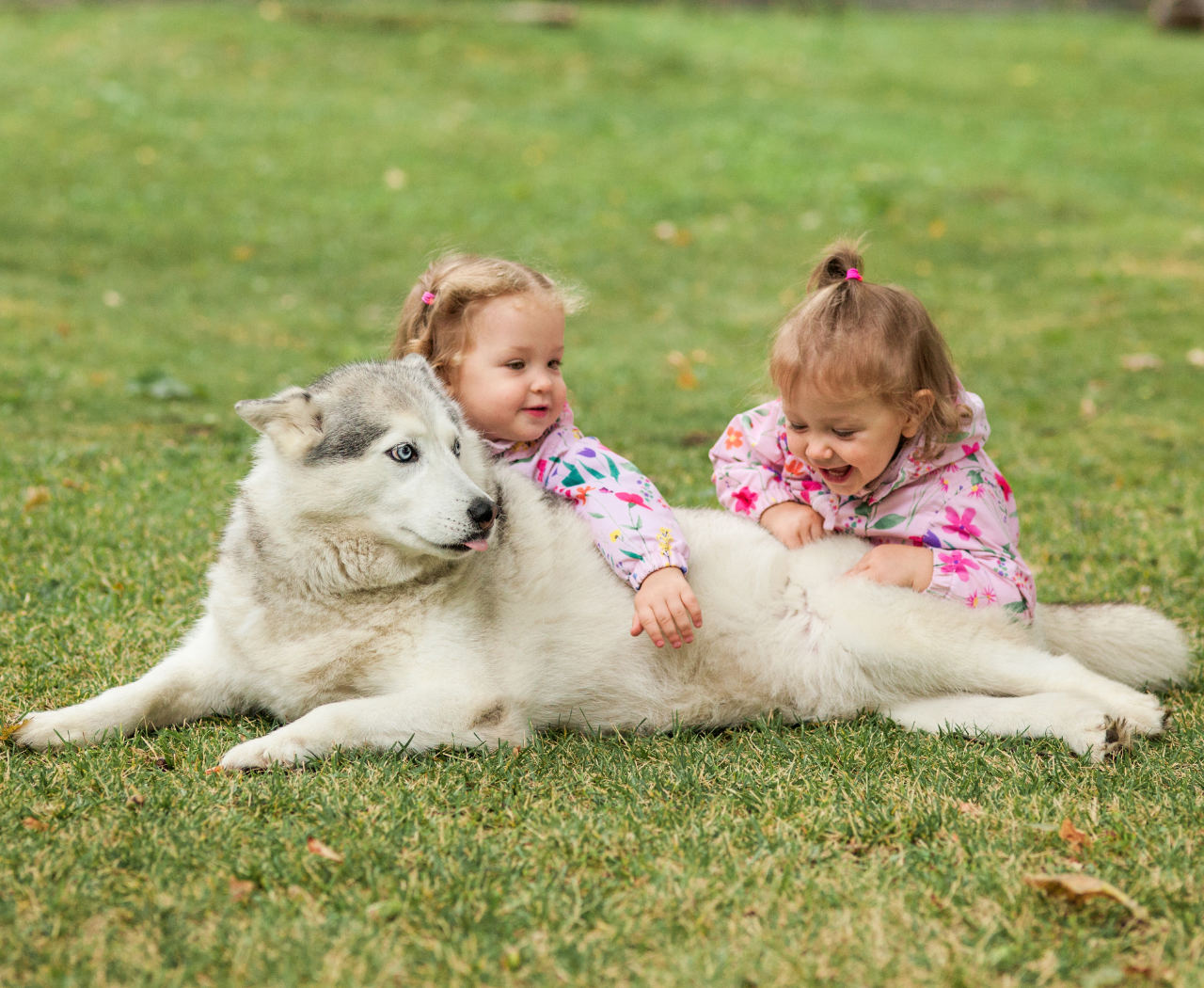 Zwei Kinder mit einem Husky – Workshop Bissprävention